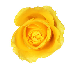 One beautiful yellow rose isolated on white