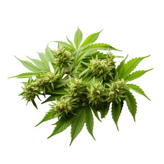 Green cannabis leaves and flowers