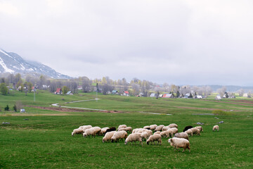 White sheep grazing on a green meadow near a village at the foot of the mountains