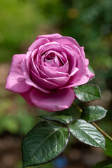 Large mauve rose in bloom © Sam E