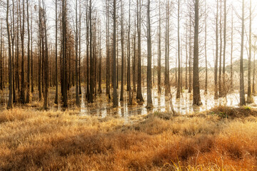 Dead trees reflected in swamp water