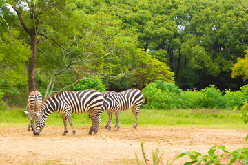 のんほいパーク動物園のシマウマ