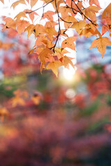maple leaf red autumn sunset tree blurred background