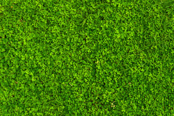 Green Grass texture 
