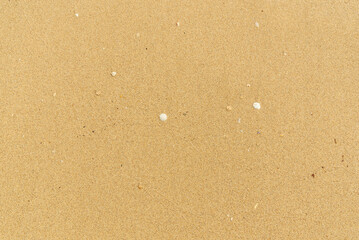 seashell on sand