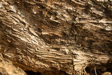 dry skin wood teak texture close up