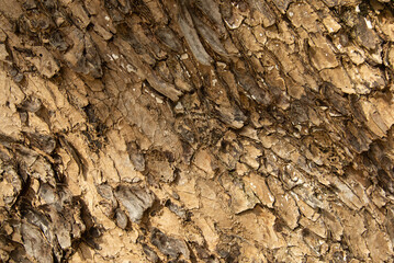 dry skin wood teak texture close up