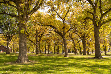 Trees Park Sunlight landscape Peaceful Nature