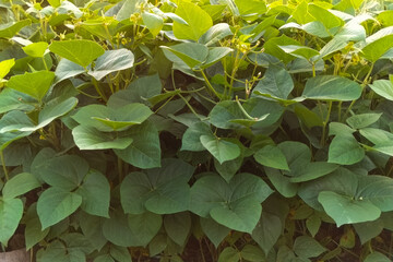 Closeup view of small green Pea plants, natural plants in garden.
