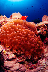 ハマクマノミと真っ赤なイソギンチャク