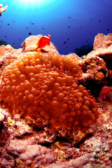 ハマクマノミと真っ赤なイソギンチャク
