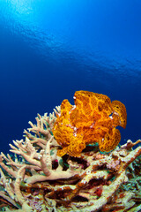 サンゴの上を歩くオオモンカエルアンコウ