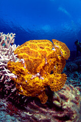 サンゴの上を歩くオオモンカエルアンコウ