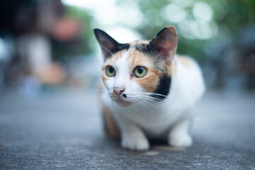 Cute cat sitting on the ground and looking at the camera.