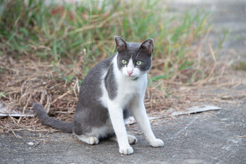 Cute cat sitting on the ground and looking at the camera.