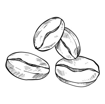 coffee bean handdrawn illustration