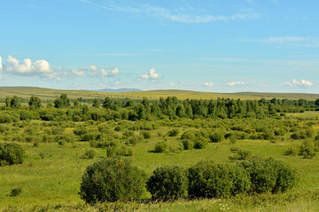 Fototapeta na wymiar Rows and dense thickets of bushes in the endless steppe at the foot of high hills under a lazy cloudy sky.
