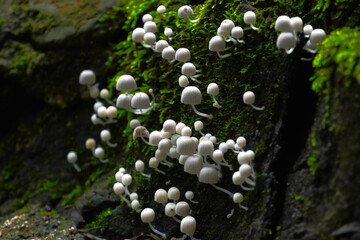 Group of beautiful mushrooms in the moss on a log.