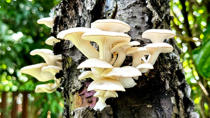 Mushrooms growing on tree trunk in garden.