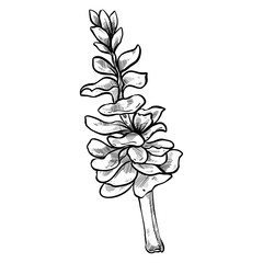 spring flower handdrawn illustration