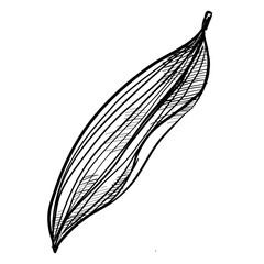 Fototapeta premium leaf handdrawn illustration
