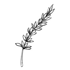 leaf handdrawn illustration