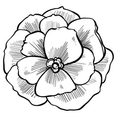 nature flower handdrawn illustration