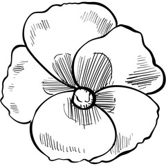 nature flower handdrawn illustration