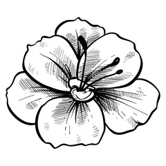 nature flower handdrawn illustration