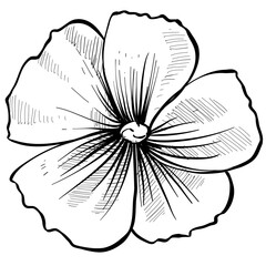tropical flower handdrawn illustration