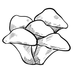 Oyster mushroom handdrawn illustration