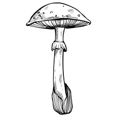 Amanita mushroom handdrawn illustration