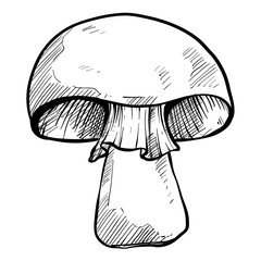 Mushroom handdrawn illustration