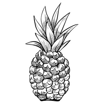 pineapple handdrawn illustration