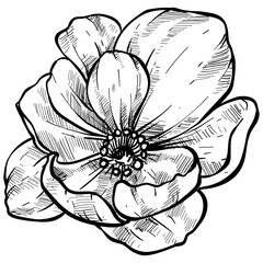 anemone flowers handdrawn illustration