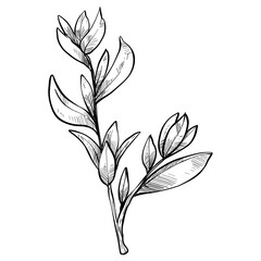 herbal leaves handdrawn illustration