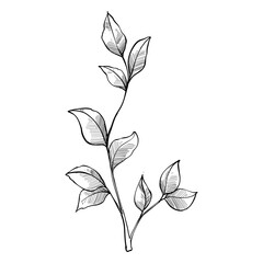 branched leaves handdrawn illustration