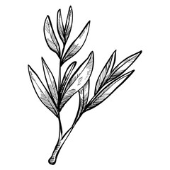 branched leaves handdrawn illustration