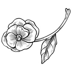 rose flower handdrawn illustration