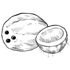 coconut handdrawn illustration