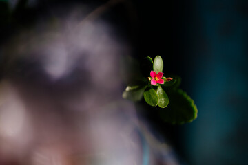 Close-up of a small bright pink house flower with green leaves on a dark background.