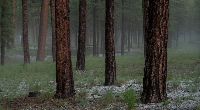 Fog and Hail Cover the Forest at Jemez Falls Campground