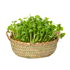 Naklejka premium Watercress in a basket IIllustration Art On Transparent Background Generative AI.