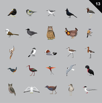 Various Birds Cartoon Vector Illustration 13