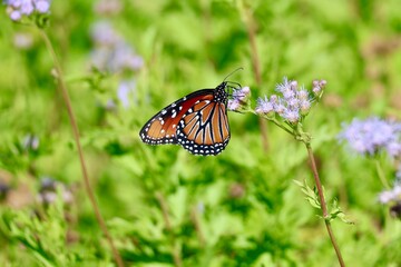 Beautiful Monarch Butterfly Wallpaper Background
