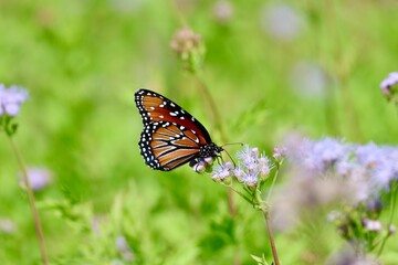 Beautiful Monarch Butterfly Wallpaper Background