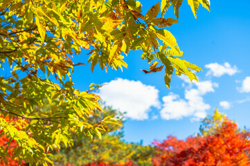 クヌギの黄葉と秋の空