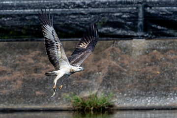 The beautiful flight characteristics of Brahminy Kite, White-bellied Sea-eagle, and Osprey in Thailand.