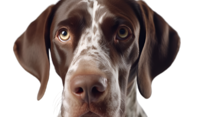 Close up shot of face of a brown german short hair pointer dog looking upwards. isolated on transparent background.