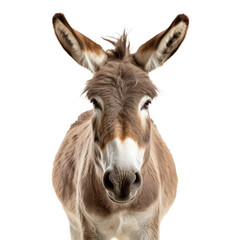 Donkey,front side angle isolated on transparent background,transparency 